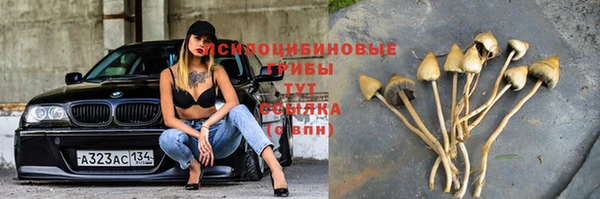PSILOCYBIN Алзамай